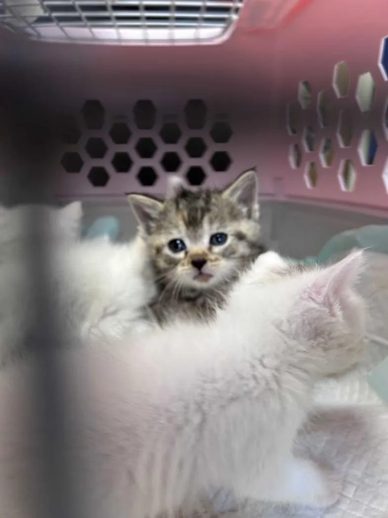 A baby medium-sized female Torbie Domestic Short Hair cat named Daiquiri for adoption in Greensboro, NC