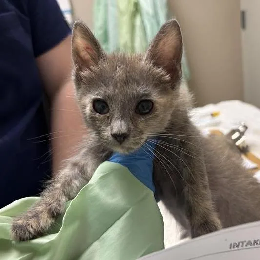 A baby small-sized female Torbie Domestic Short Hair cat named Onion Ring for adoption in Tempe, AZ