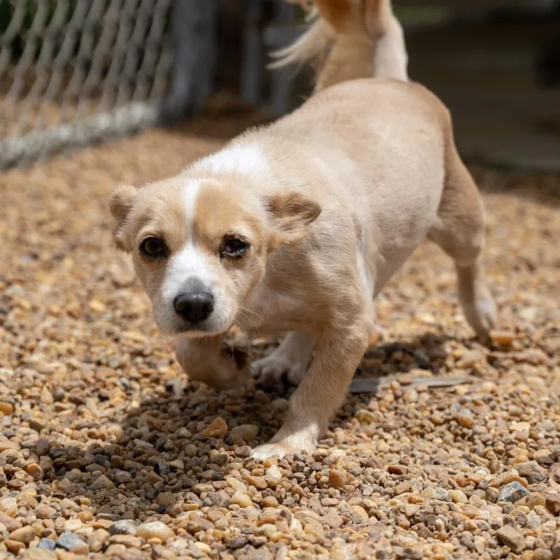 An adult small-sized female White / Cream Chihuahua dog named Cupcake for adoption in Elizabeth City, NC