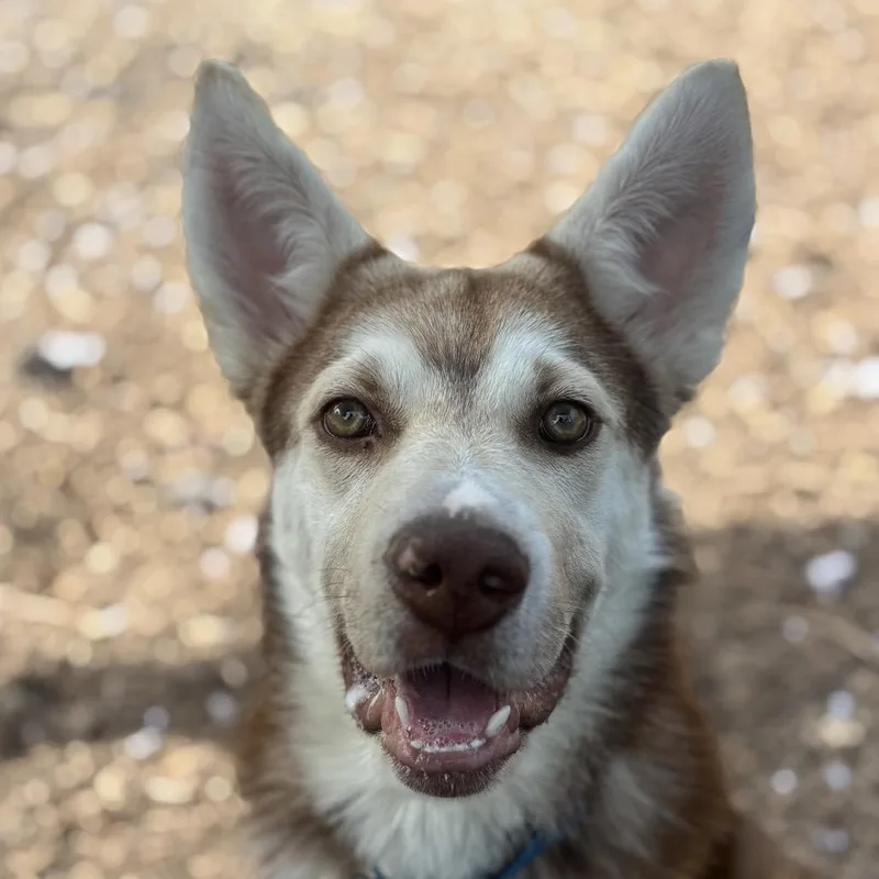 A young medium-sized male Red / Chestnut / Orange Husky dog named Maxx for adoption in Briarcliff Manor, NY