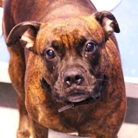 An adult medium-sized female Brindle Boxer dog named Novalean for adoption in Fredericksburg, VA