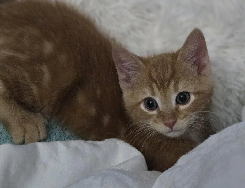 A baby medium-sized male Tabby (Orange / Red) Domestic Short Hair cat named Karsen for adoption in Grove City, OH