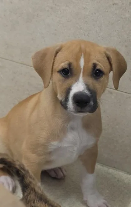 A baby small-sized male Terrier dog named Surge for adoption in Honolulu, HI