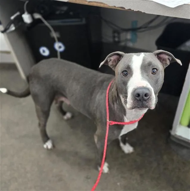 A young medium-sized female Mixed Breed dog named Marla for adoption in Dallas, TX