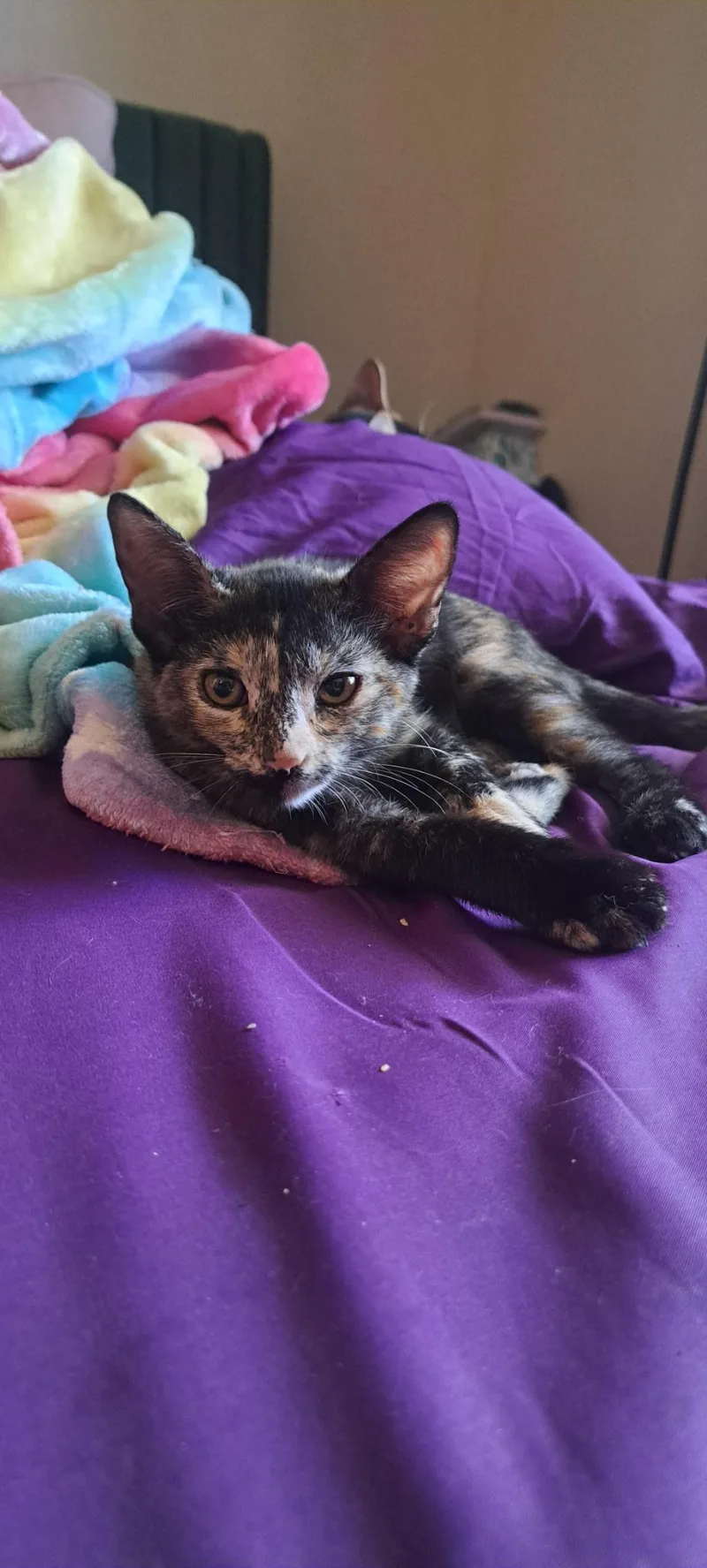 A baby small-sized female Domestic Short Hair cat named Cersei for adoption in queen creek, AZ