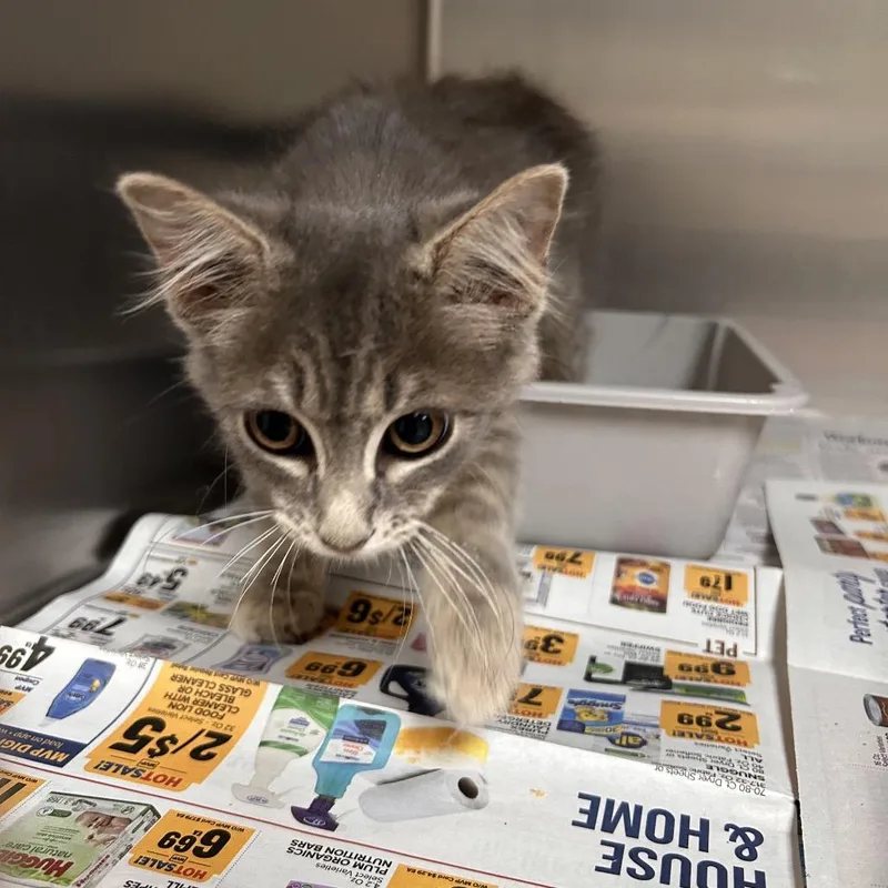 A baby small-sized male Gray / Blue / Silver Domestic Short Hair cat named Jigsaw for adoption in Roxboro, NC