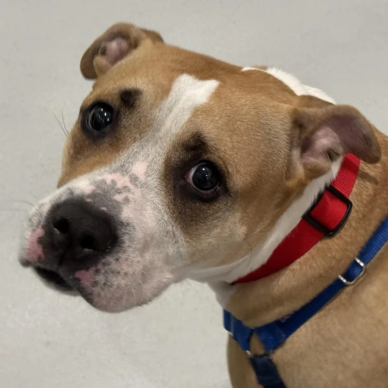 An adult large-sized female Brown / Chocolate Mixed Breed dog named Six for adoption in Kennebunk, ME
