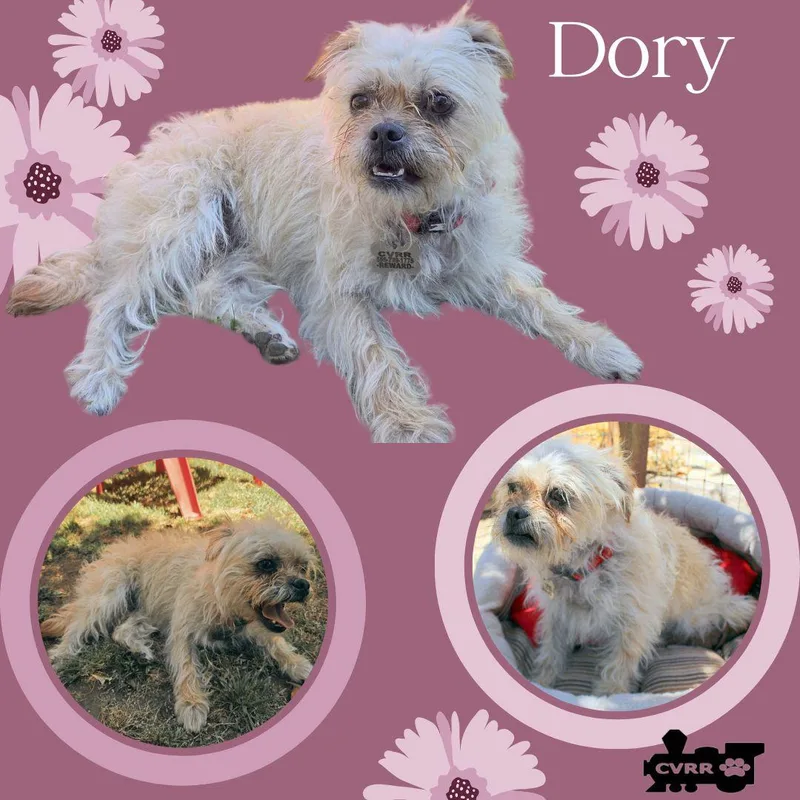 An adult small-sized female Shih Tzu dog named Dory for adoption in LINDSAY, CA