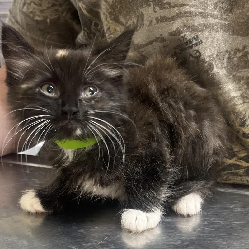 A baby small-sized female Tortoiseshell Domestic Short Hair cat named Dolly for adoption in Clanton, AL
