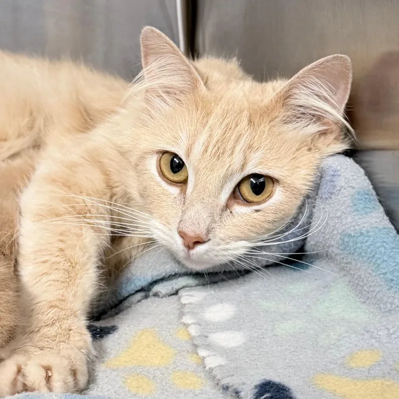 An adult medium-sized female Buff / Tan / Fawn Domestic Short Hair cat named Helga for adoption in Russellville, KY