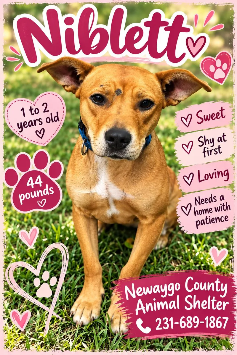 A young medium-sized female Golden Mixed Breed dog named Niblett for adoption in White Cloud, MI