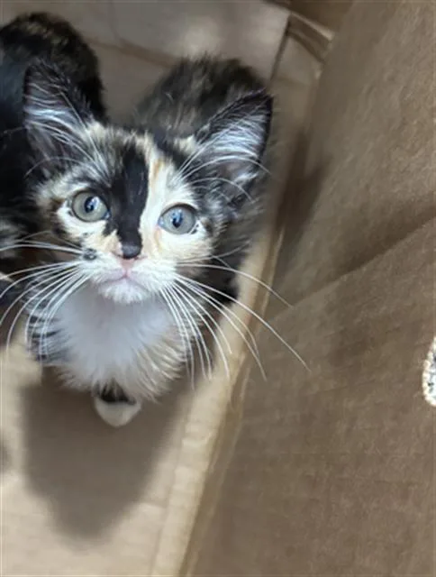 A baby medium-sized female Domestic Short Hair cat named Penny Mae for adoption in Dallas, TX