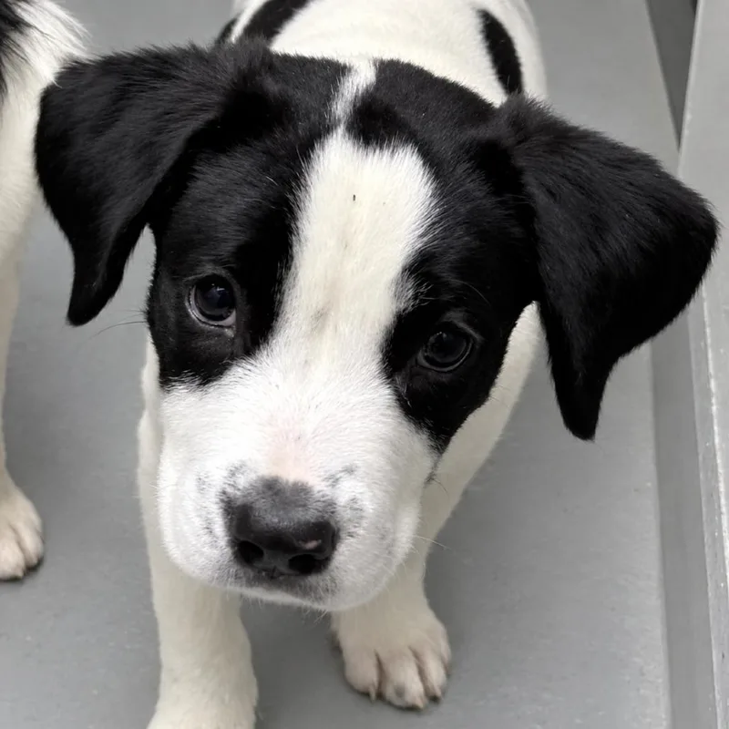 A baby small-sized male White / Cream Great Pyrenees dog named Infinity Pup: Titan for adoption in Falls Church, VA