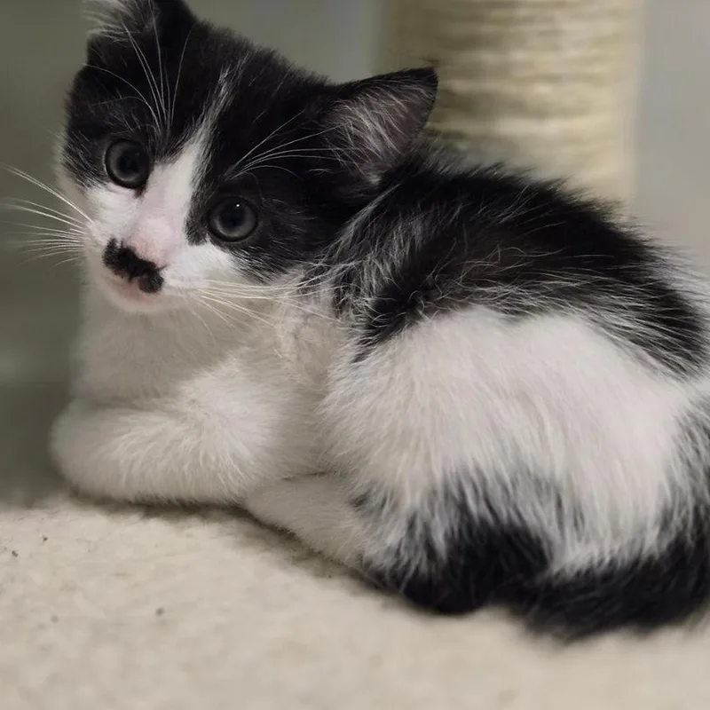 A baby small-sized male Black & White / Tuxedo Domestic Short Hair cat named Poncho for adoption in Mansfield, TX