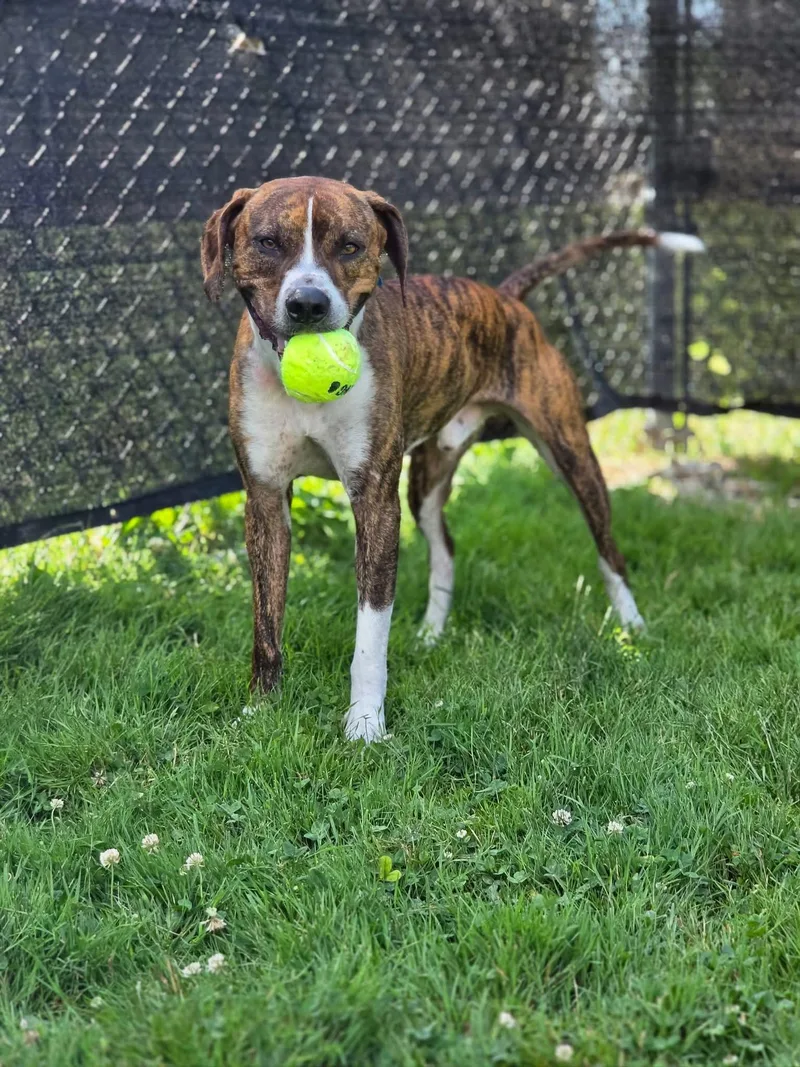 A young medium-sized male Brindle Hound dog named Mayer for adoption in Warren, OH