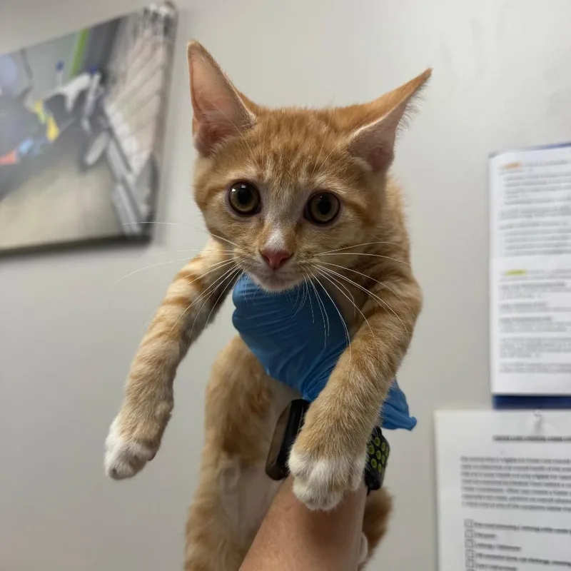 A baby small-sized female Orange / Red Domestic Short Hair cat named Fiona for adoption in Columbiana, AL