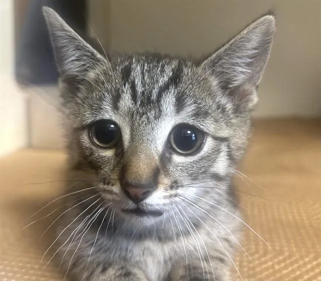 Ellie