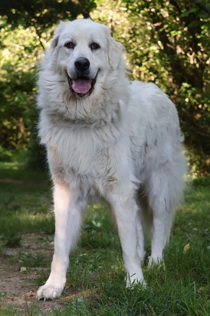 An adult large-sized female Mixed Breed dog named Opal for adoption in Columbia, TN