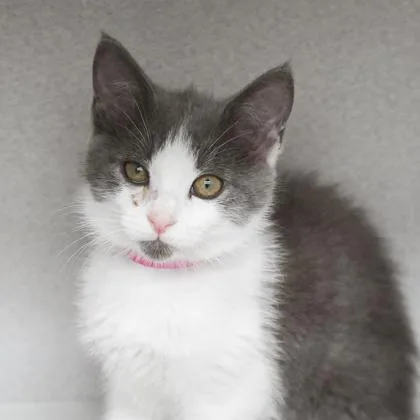 A baby small-sized female Gray / Blue / Silver Domestic Short Hair cat named Boba for adoption in Atlanta, GA
