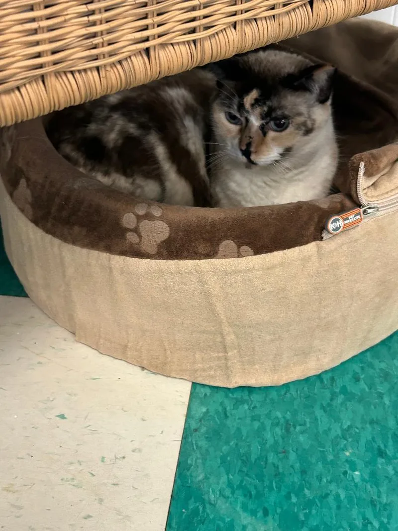 An adult medium-sized female Domestic Short Hair cat named October for adoption in Lancaster, SC