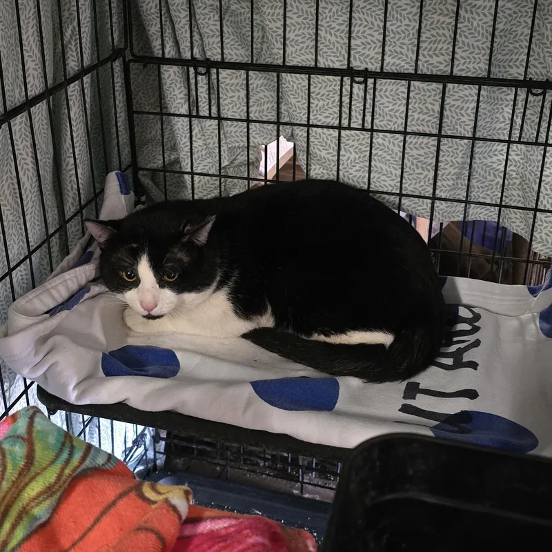 An adult large-sized male Black & White / Tuxedo Domestic Short Hair cat named Capt Jack for adoption in Lubbock, TX