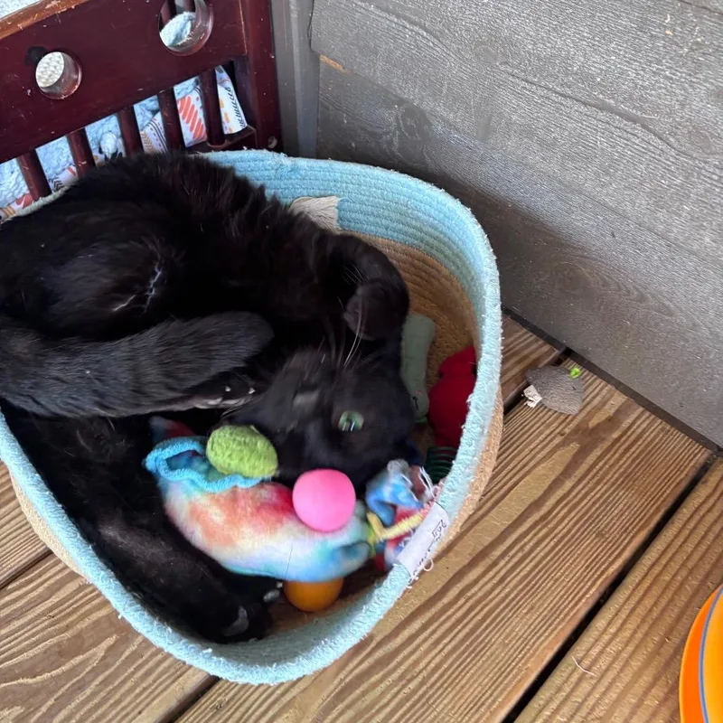 A young large-sized male Black American Shorthair cat named Tide for adoption in Freeport, FL
