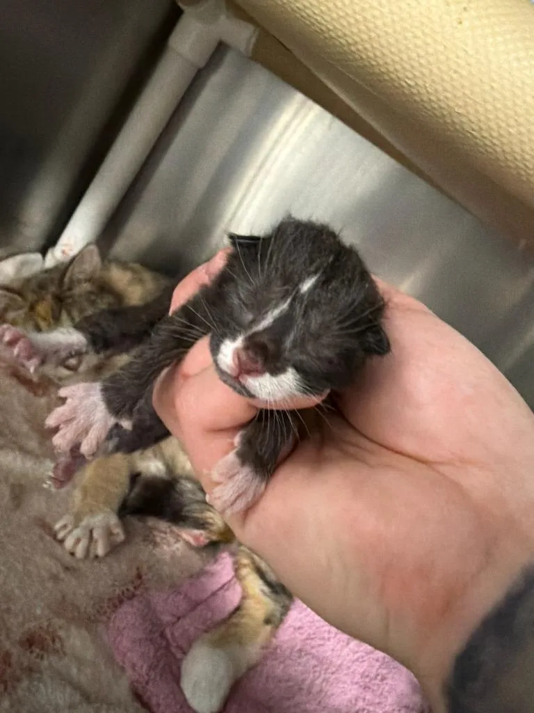 A baby small-sized male Domestic Short Hair cat named Sprout for adoption in Boone, IA
