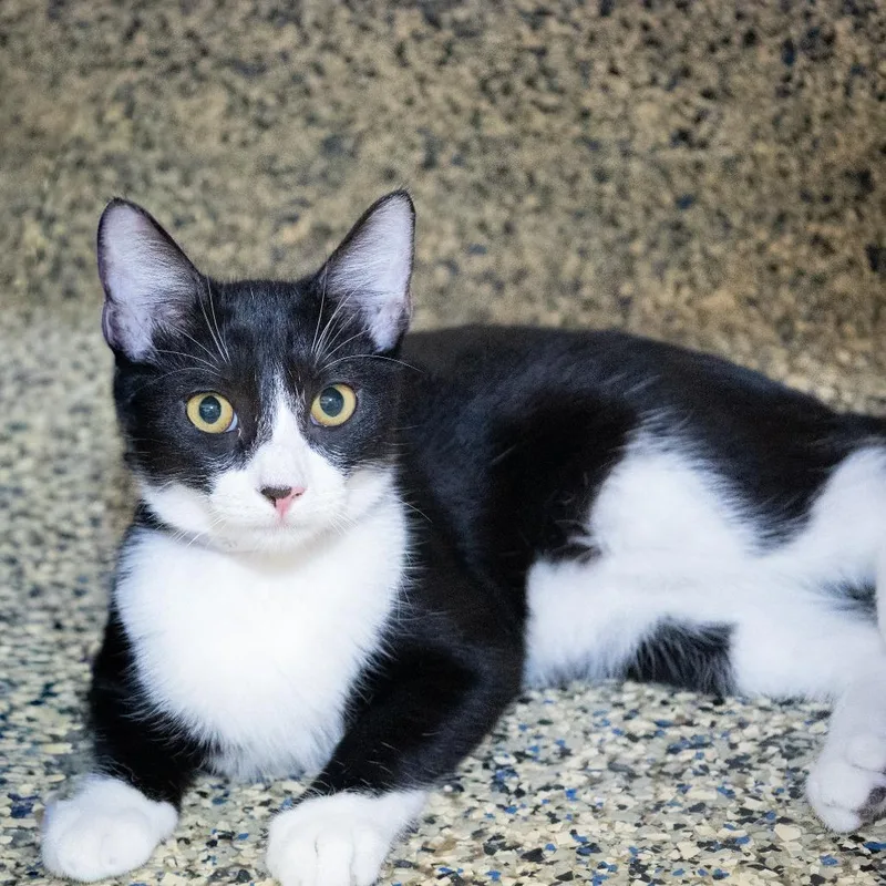 A young large-sized female Black Domestic Short Hair cat named Winter for adoption in Hawthorne, CA