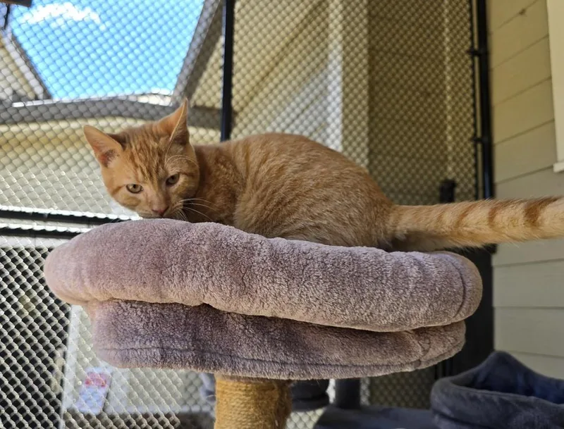 A young medium-sized male Tabby (Orange / Red) Domestic Short Hair cat named Saylor for adoption in Dickson, TN