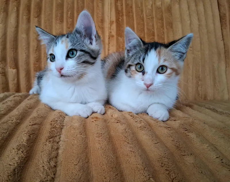 A baby small-sized female Calico cat named Paprika and Cayenne for adoption in Logan, UT