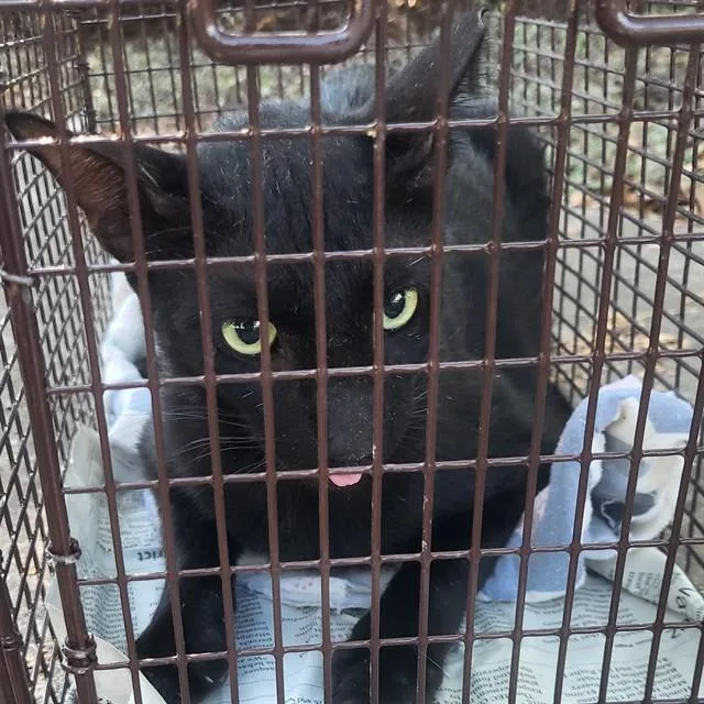 An adult medium-sized male Domestic Short Hair cat named Kylo for adoption in San Antonio, TX