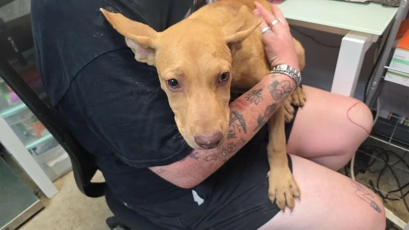 A baby small-sized male American Staffordshire Terrier dog named Peep for adoption in New Braunfels, TX