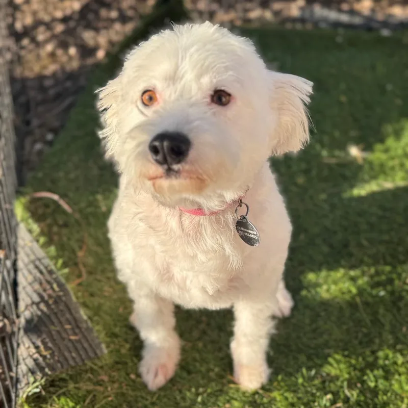 Princess thumbnail 2