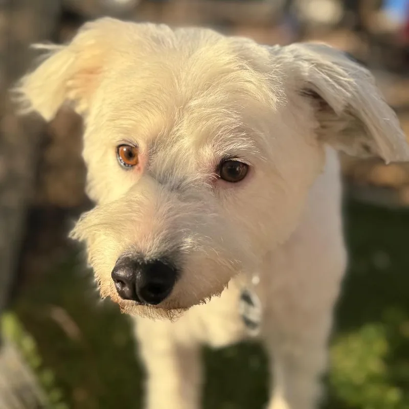 Princess thumbnail 3