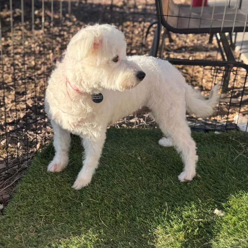 Princess thumbnail 4