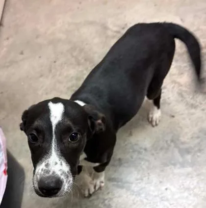 A baby small-sized female Mixed Breed dog named Pencil for adoption in Lampasas, TX