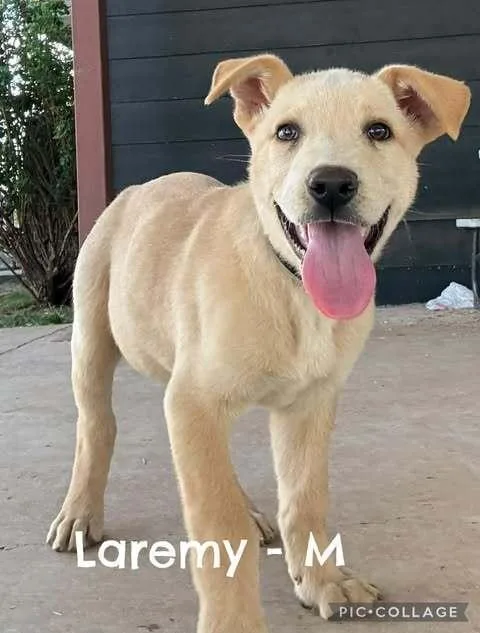 A baby medium-sized male Tricolor (Brown, Black, & White) Mixed Breed dog named Laremy for adoption in Waunakee, WI