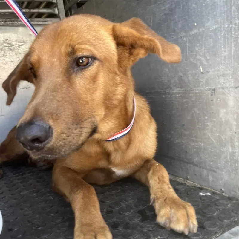 A young large-sized male Brown / Chocolate Shepherd dog named Thaddeus for adoption in Edinburg, TX