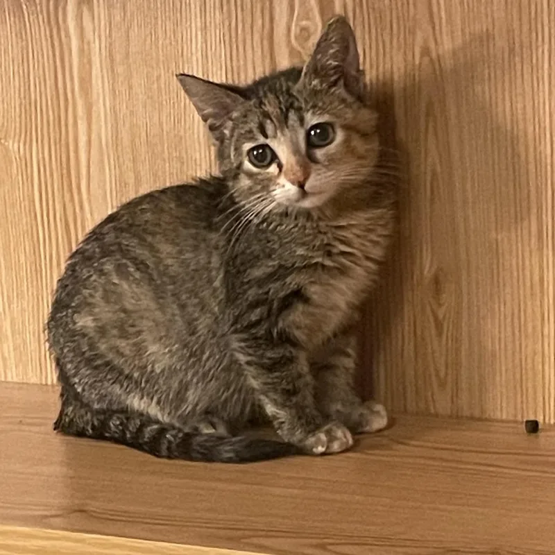 A baby small-sized female Torbie Domestic Short Hair cat named Chessie for adoption in Springfield, IL