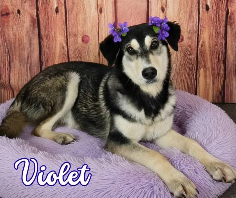 Violet
