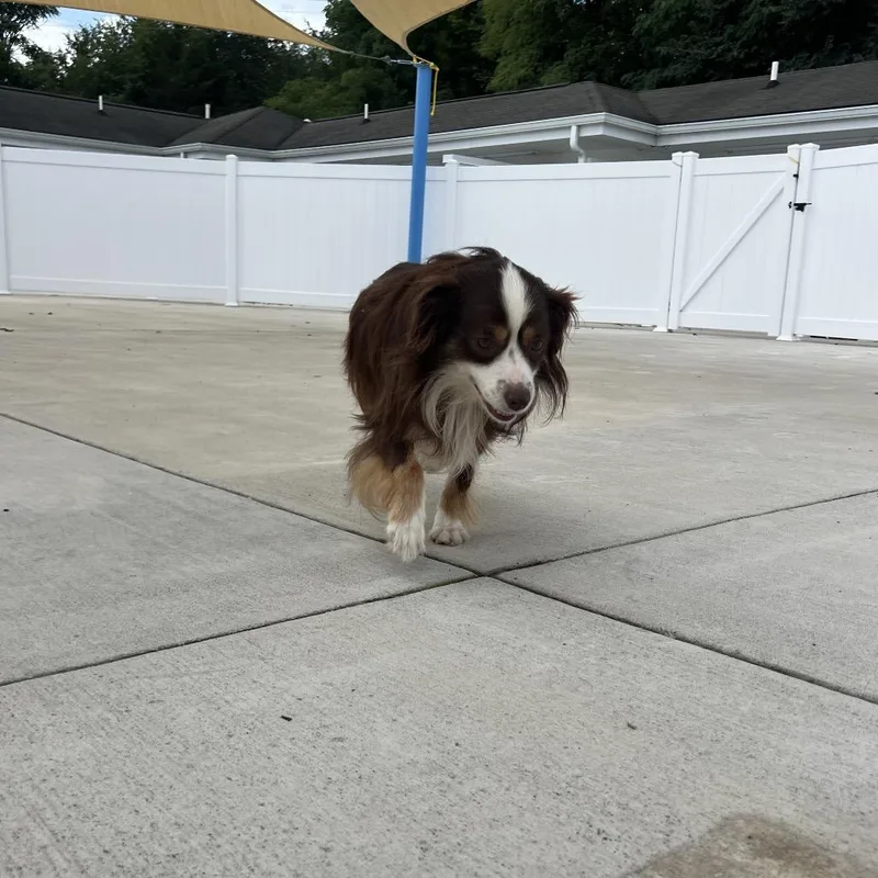 Hazel