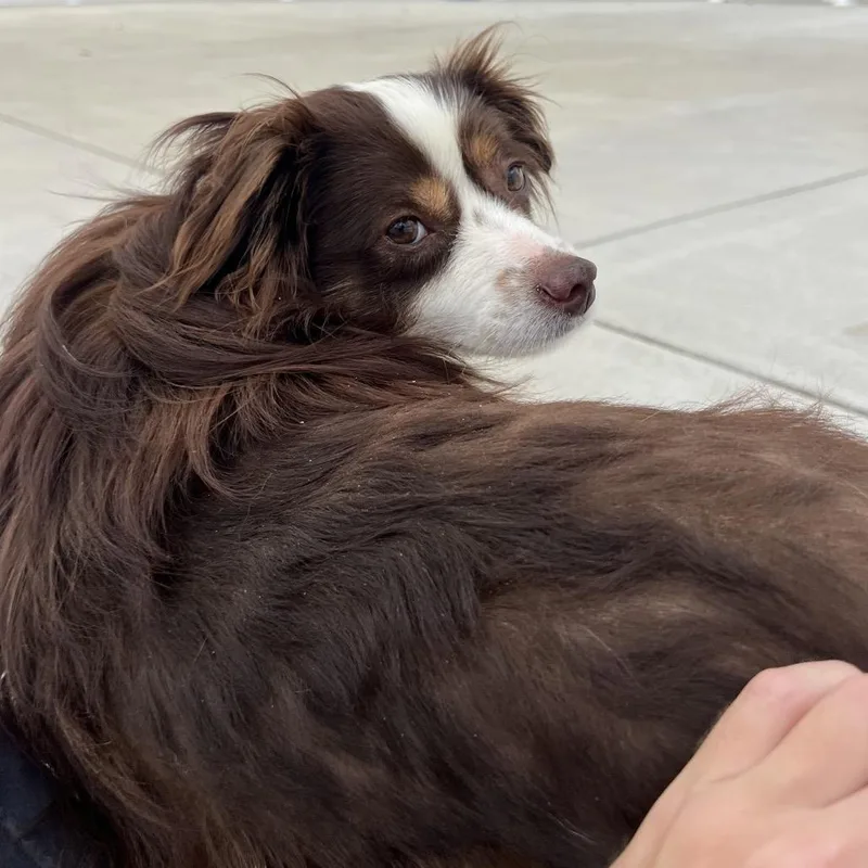Hazel thumbnail 2
