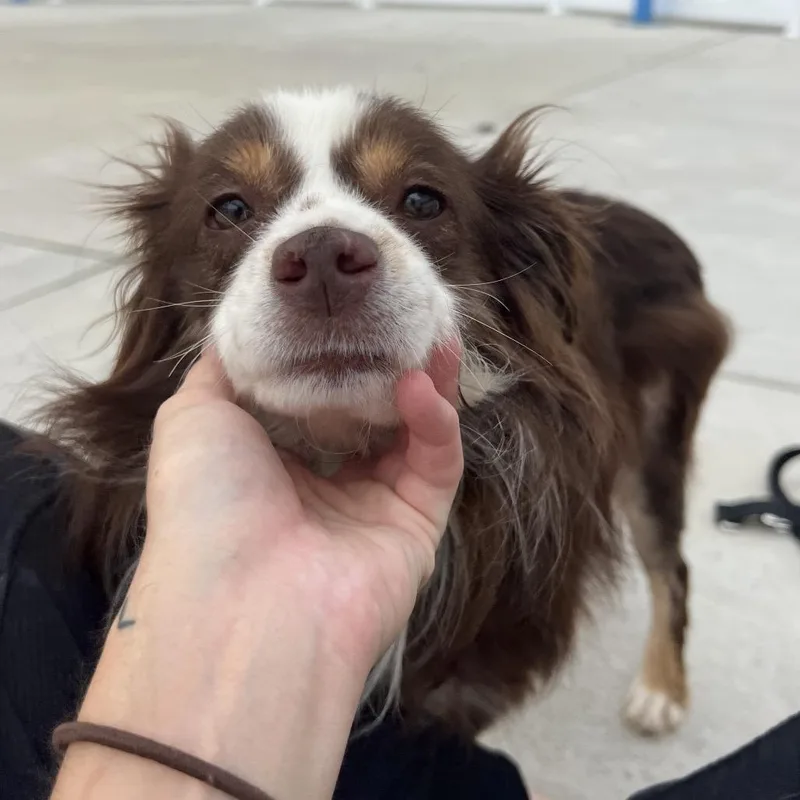 Hazel thumbnail 3