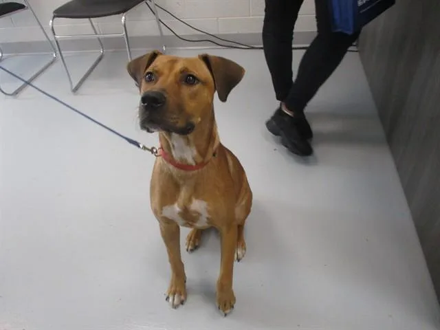 A young medium-sized male Pit Bull Terrier dog named Simba for adoption in Ocala, FL