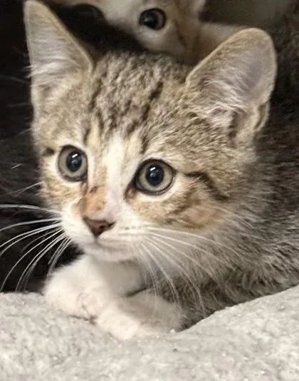 A baby small-sized female Domestic Short Hair cat named Pukka for adoption in Port Saint Joe, FL