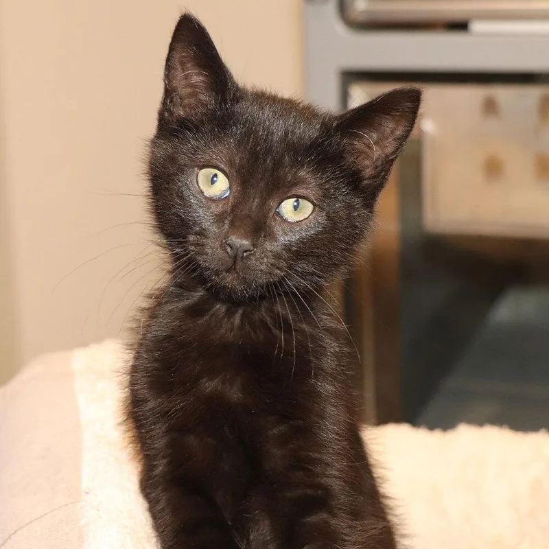 A baby small-sized male Domestic Short Hair cat named Goose for adoption in Port Washington, NY
