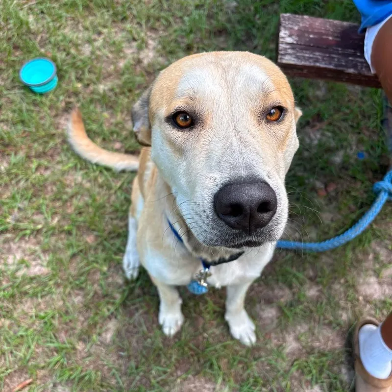 A young large-sized male Labrador Retriever dog named Pretzel for adoption in Douglas, GA