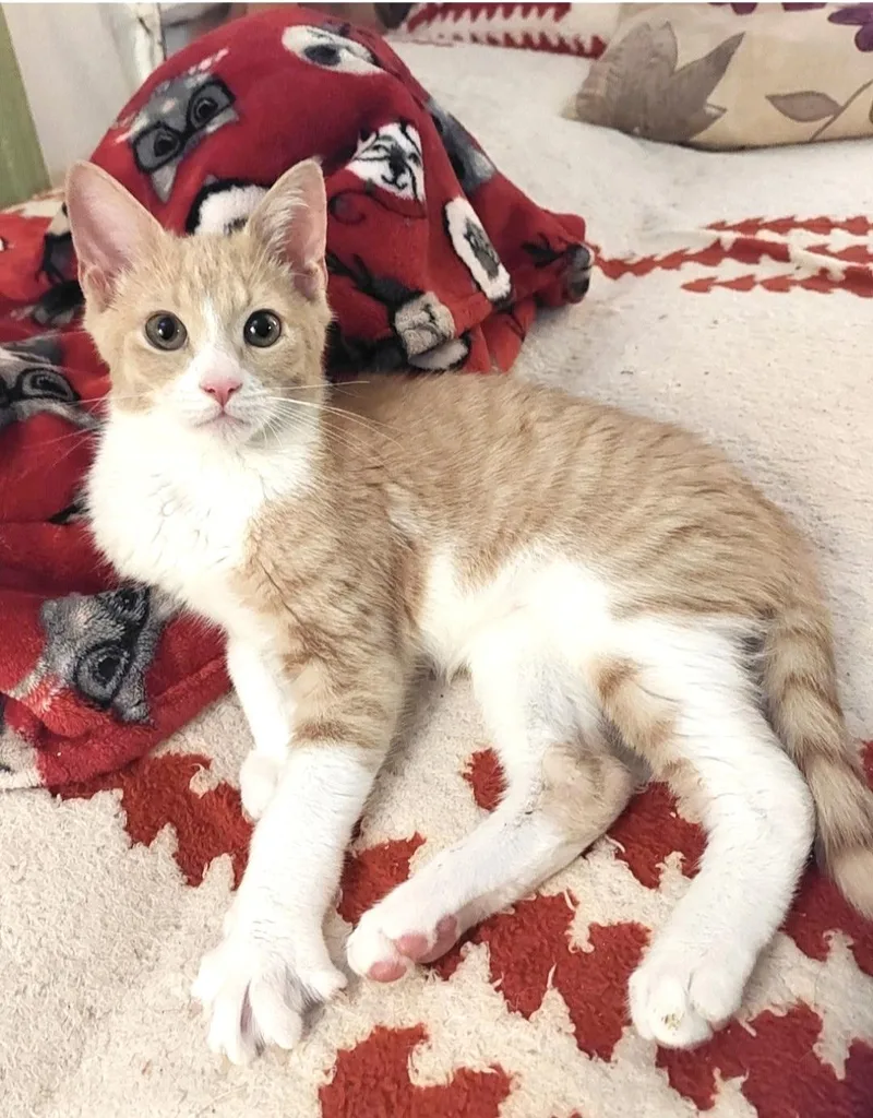 A baby small-sized male Tabby (Orange / Red) Domestic Short Hair cat named Brody & Benny for adoption in New York, NY