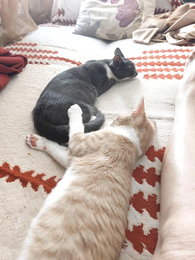 Brody & Benny thumbnail 6