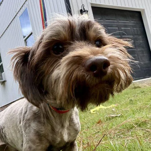 A baby small-sized male Brown / Chocolate Patterdale Terrier / Fell Terrier dog named Patterson for adoption in Sanford, NC